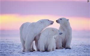 A group of polar bears